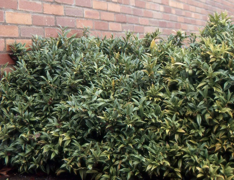 Sarcococca Hookeriana Humilis (Vleesbes)-4