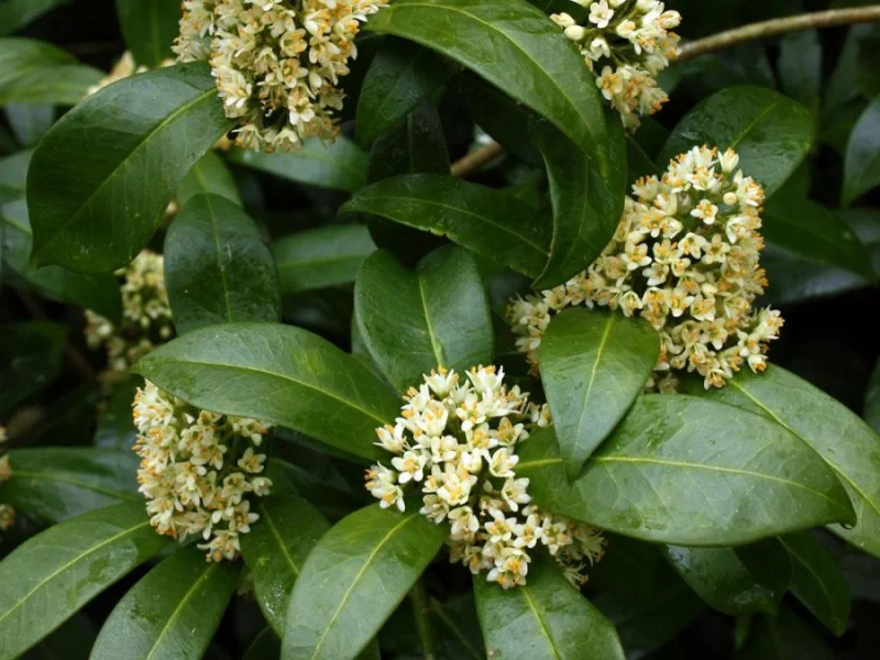 Skimmia Confusa Kew Green (Skimmia)