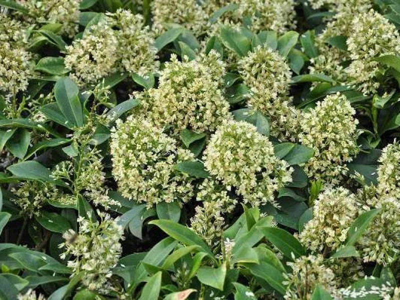 Skimmia Confusa Kew Green (Skimmia)-2