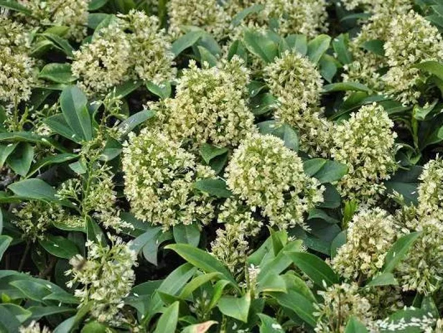 Skimmia Confusa Kew Green (Skimmie)