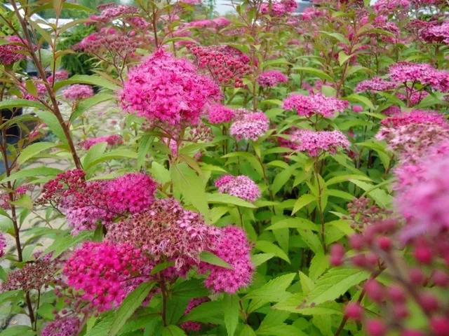Spiraea Japonica Anthony Waterer (Spierstruik)