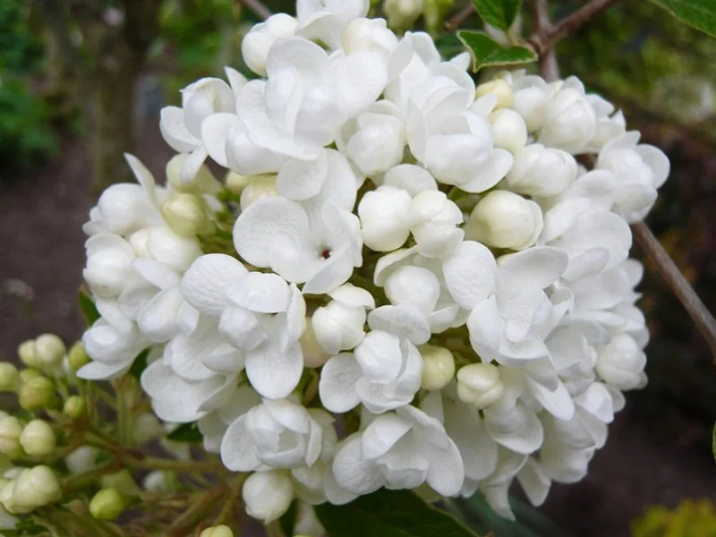 Viburnum Eskimo (Sneeuwbal)