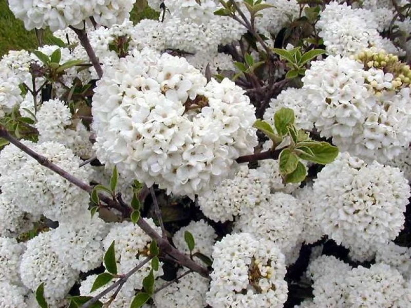 Viburnum Eskimo (Sneeuwbal)