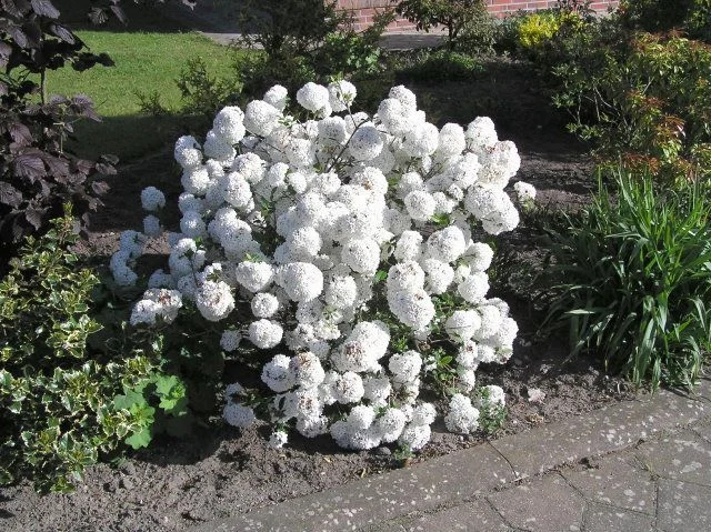 Viburnum Eskimo (Sneeuwbal)-3