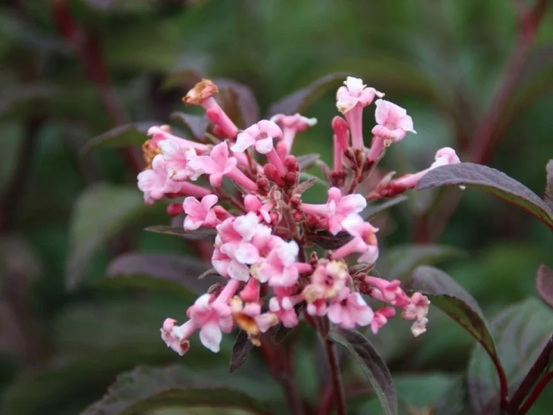 Viburnum Bodnantense Dawn (Sneeuwbal)