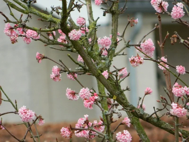 Viburnum Bodnantense Dawn (Sneeuwbal)-2