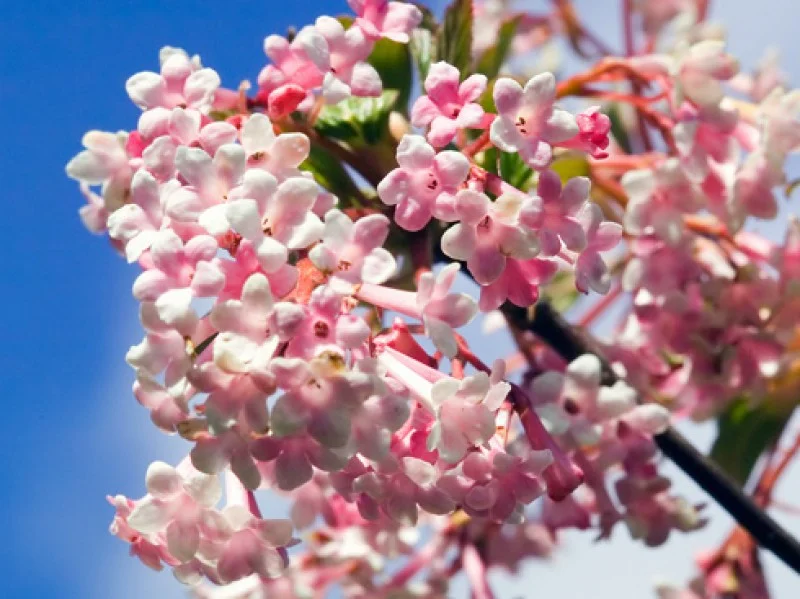 Viburnum Bodnantense Dawn (Sneeuwbal)-3