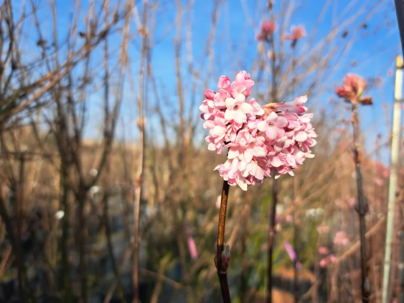 Viburnum Bodnantense Dawn (Sneeuwbal)-4