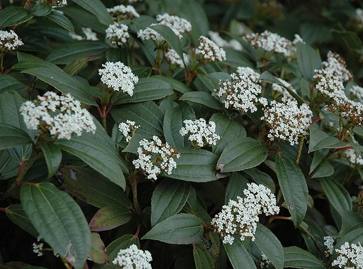 Viburnum Davidii (Sneeuwbal)-1