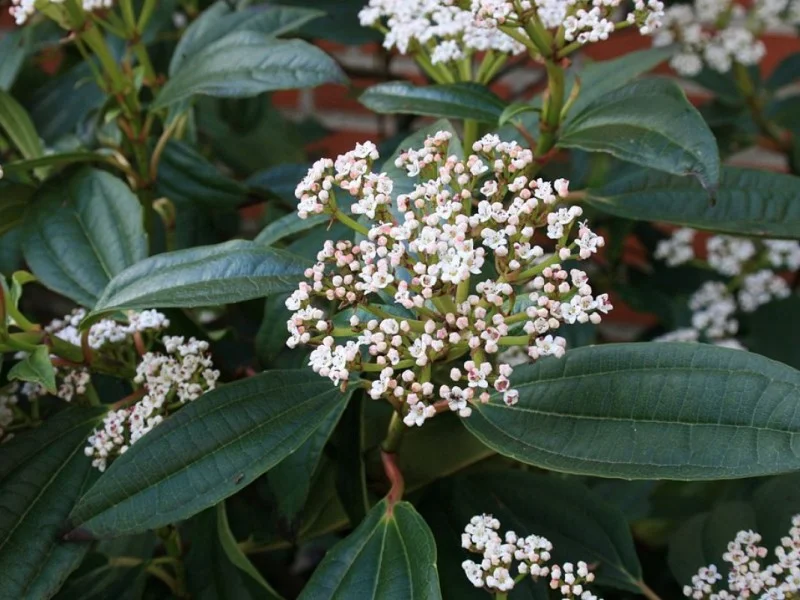 Viburnum Davidii (Sneeuwbal)