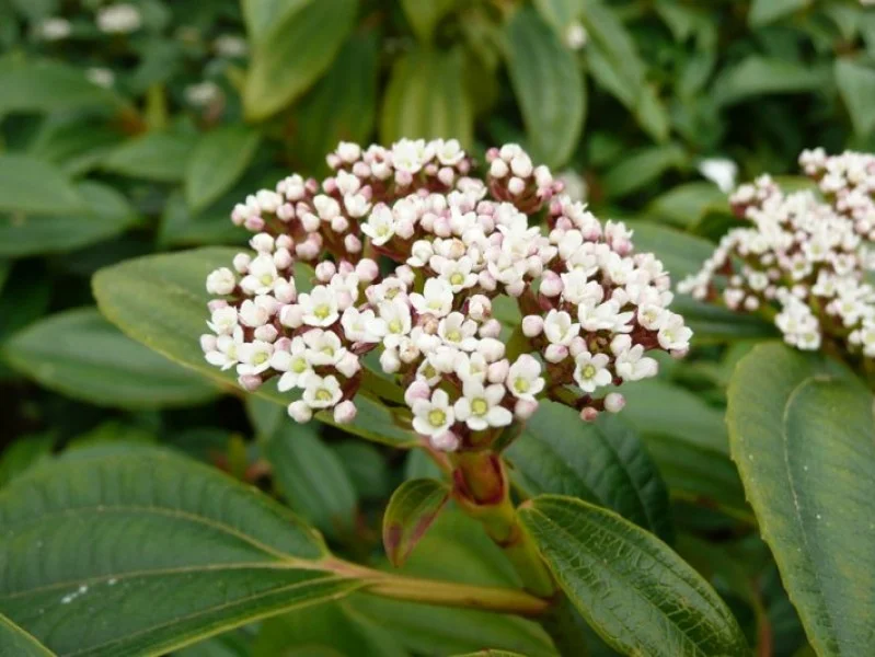 Viburnum Davidii (Sneeuwbal)-3