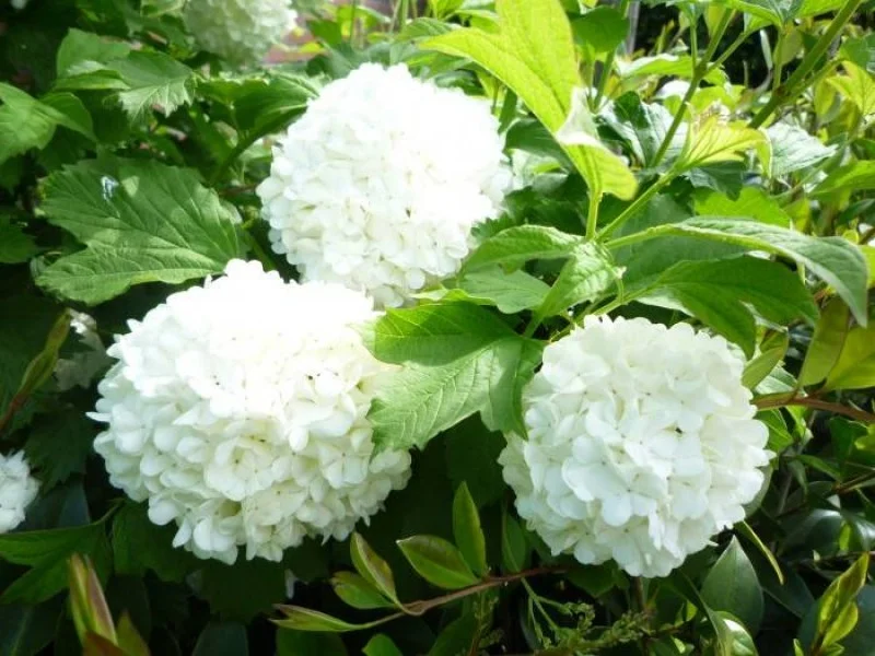 Viburnum Opulus Roseum (Sneeuwbal)