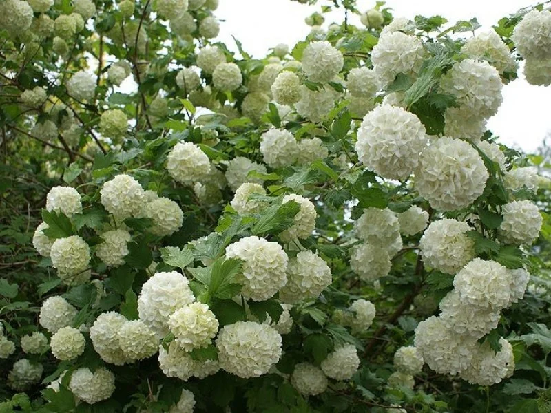 Viburnum Opulus Roseum (Sneeuwbal)-2