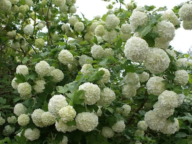 Viburnum Opulus Roseum (Schneeball)