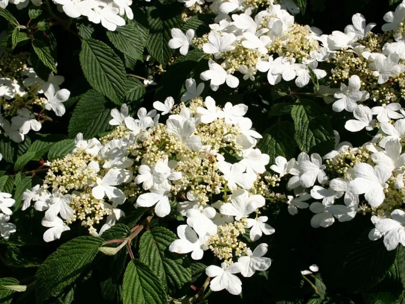 Viburnum Plicatum Mariesii (Sneeuwbal)