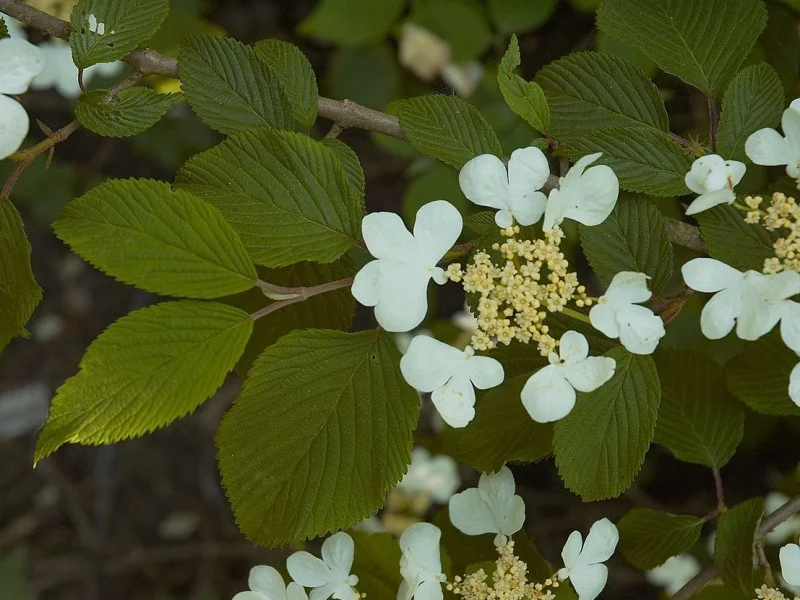 Viburnum Plicatum Mariesii (Sneeuwbal)