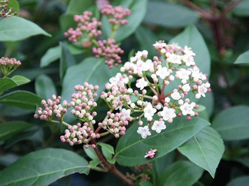 Viburnum Tinus Eve Price (Sneeuwbal)