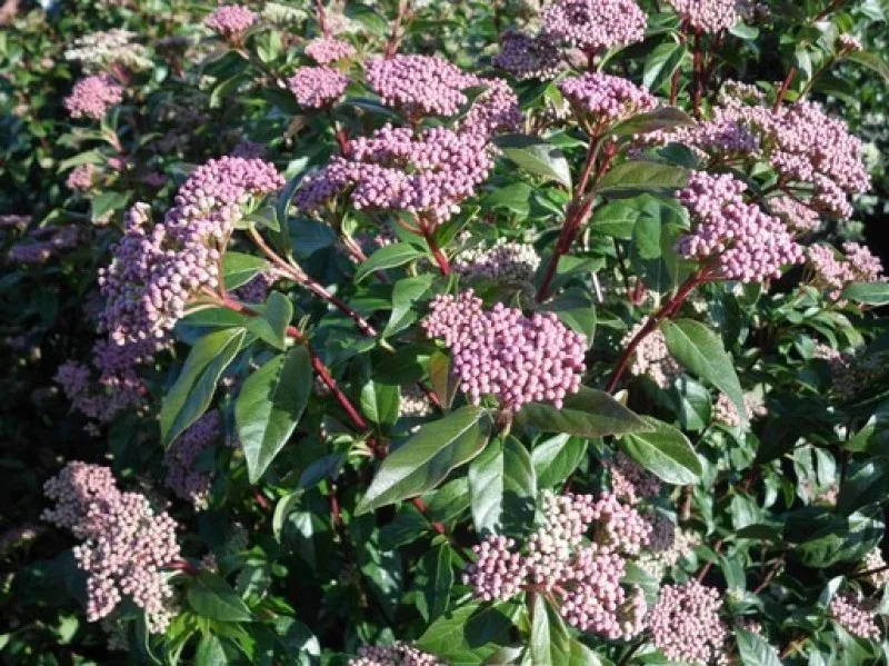 Viburnum Tinus Eve Price (Sneeuwbal)