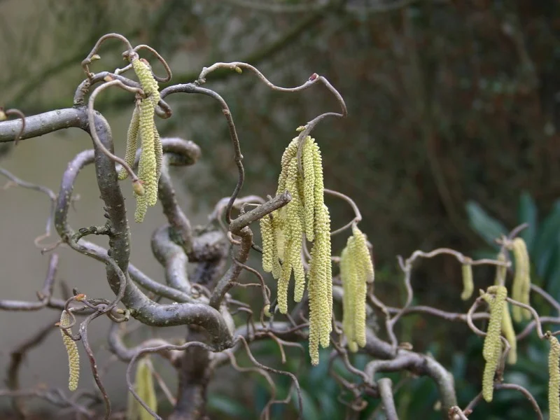 Corylus Avellana Contorta (Kronkelhazelaar)-1
