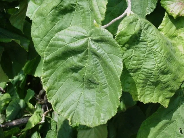 Corylus Avellana Contorta (Korkenzieherhaselnuss)