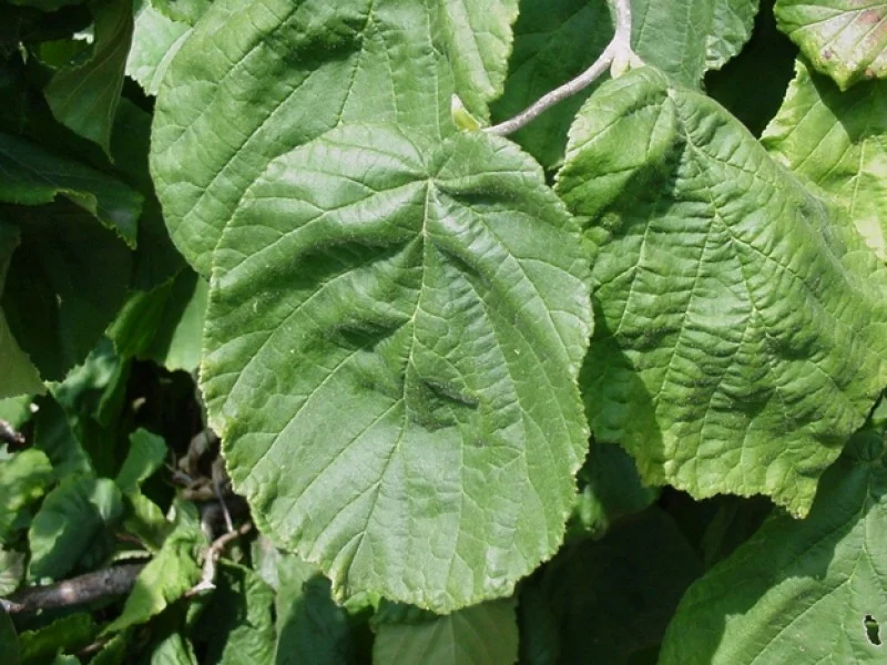 Corylus Avellana Contorta (Kronkelhazelaar)