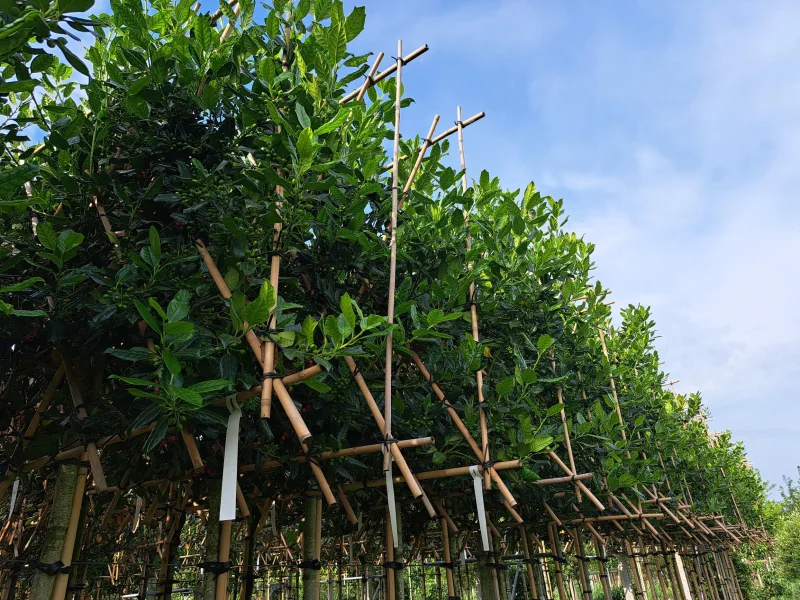 Ilex Nellie Stevens (Leihulst)