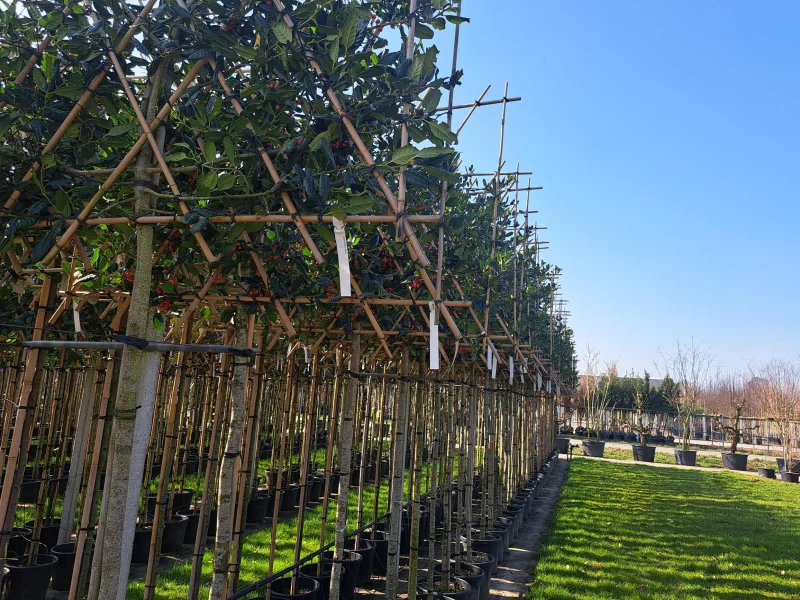Ilex Nellie Stevens (Leihulst)