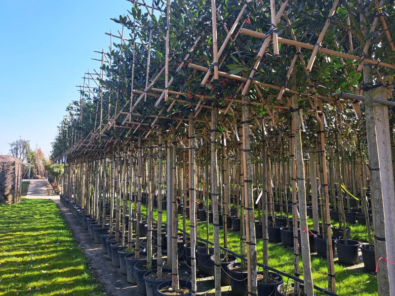 Ilex Nellie Stevens (Leihulst)-3