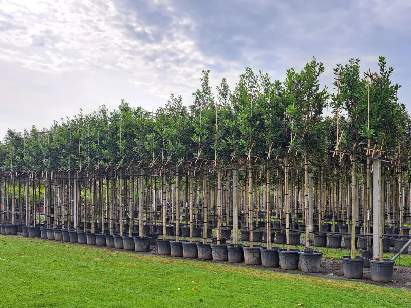 Ilex Nellie Stevens (Leihulst)-4