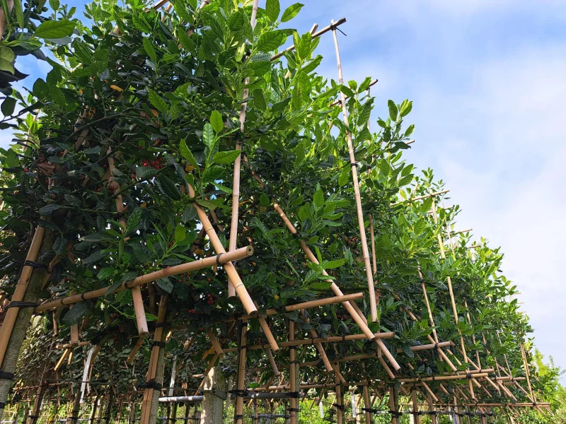 Ilex Nellie Stevens (Leihulst)-6