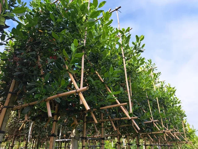 Ilex Nellie Stevens Spalierbaum (Stechpalme)