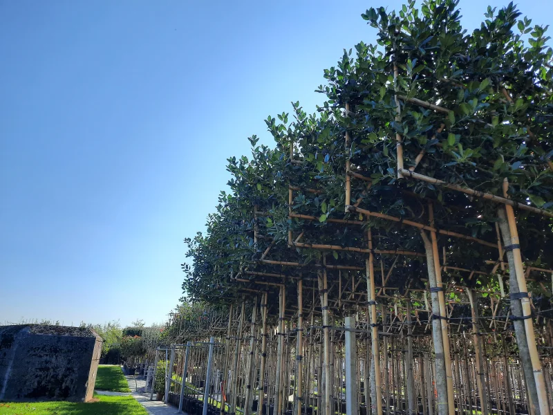 Ilex Nellie Stevens (Leihulst)-7