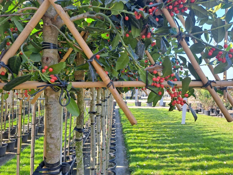 Ilex Nellie Stevens (Leihulst)-8