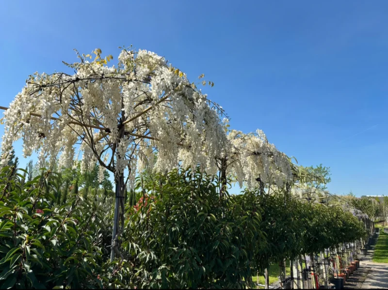 Wisteria Floribunda Alba (Witte Regen dakvorm) 
