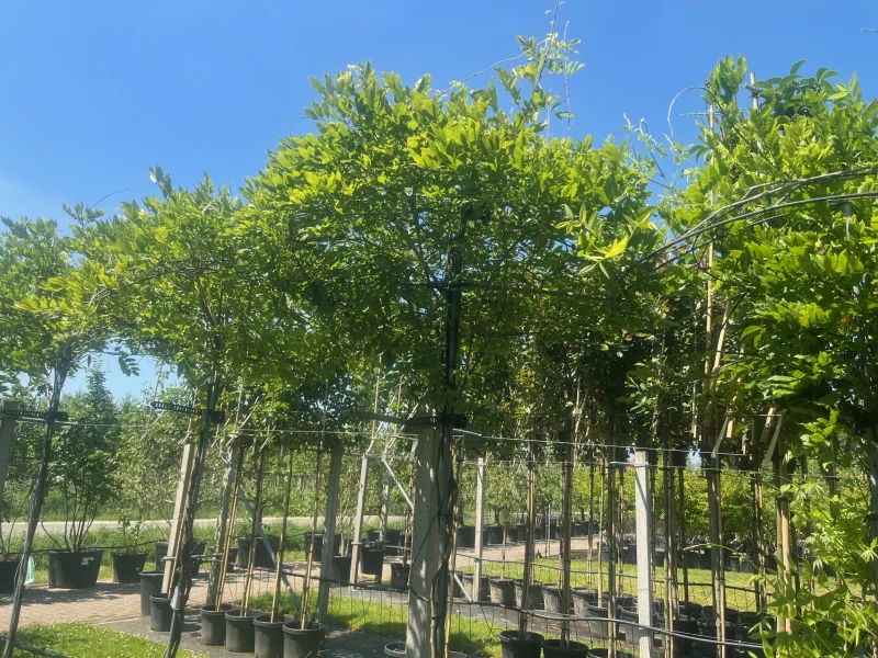 Wisteria Floribunda Alba (Witte Regen dakvorm) 