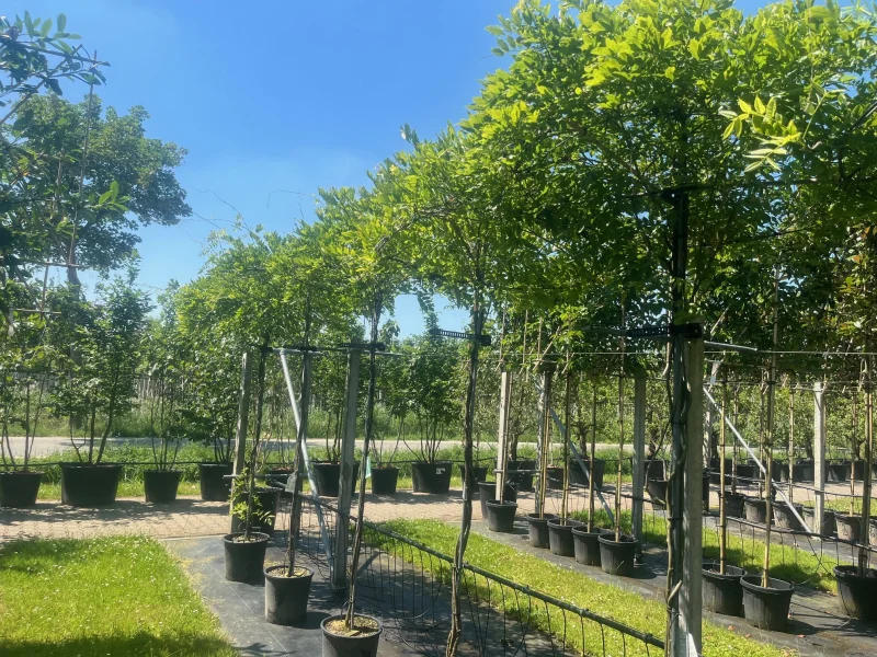 Wisteria Floribunda Alba (Witte Regen dakvorm) -3