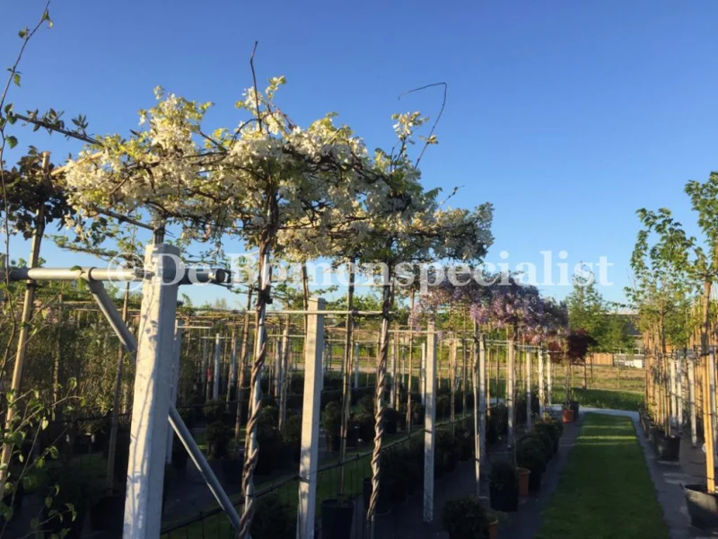 Wisteria Floribunda Alba (Witte Regen dakvorm) -4