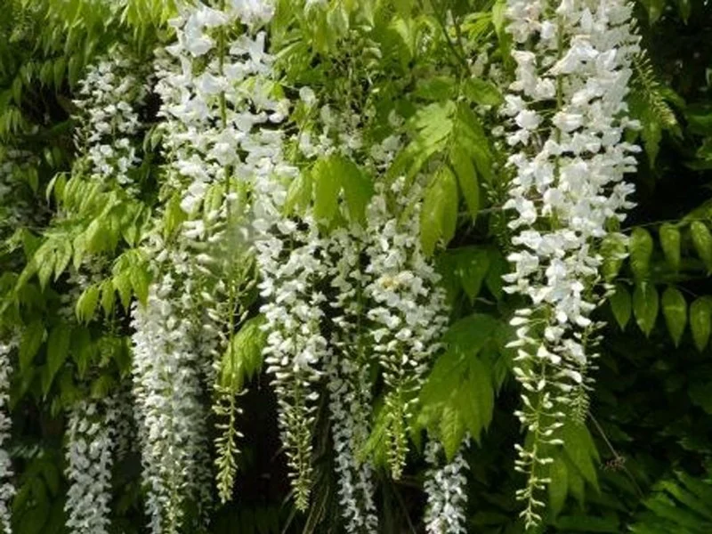 Wisteria Floribunda Alba (Witte Regen dakvorm) -5