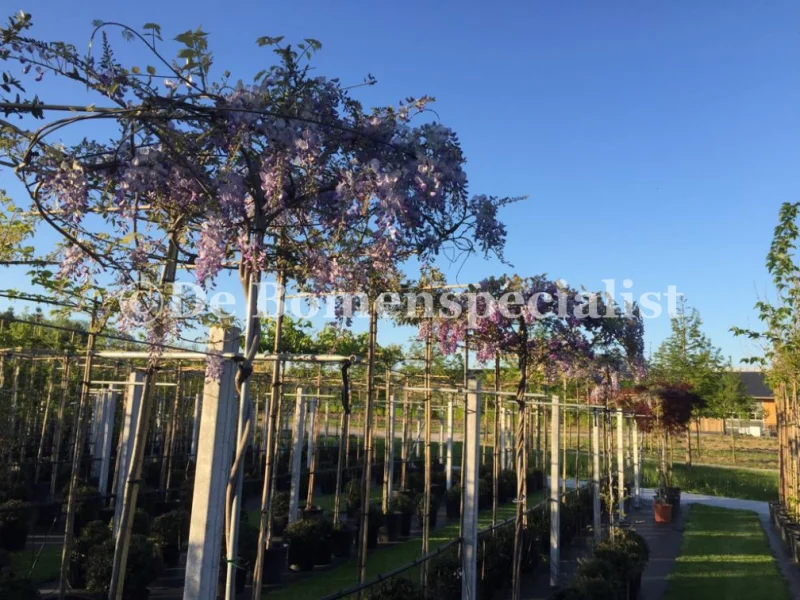 Wisteria Sinensis Prolific (Blauwe regen dakvorm) -3