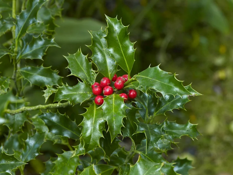 Ilex Aquifolium Alaska (Hulst)