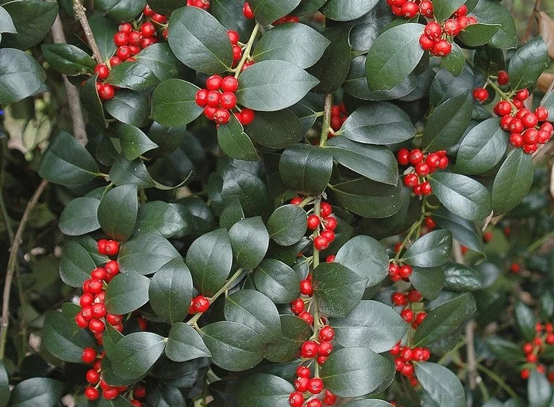 Ilex Aquifolium J.C. van Tol (Hulst)