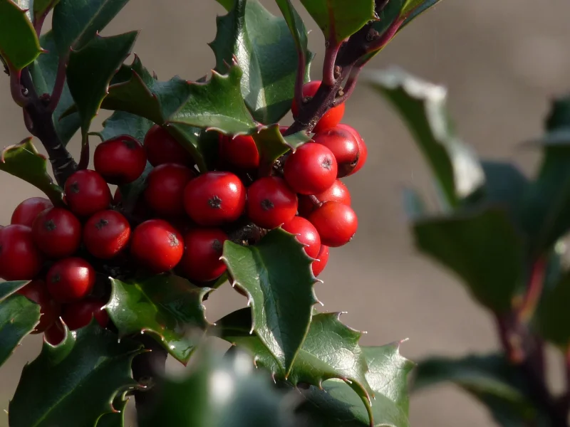 Ilex Meserveae Blue Angel (Hulst)
