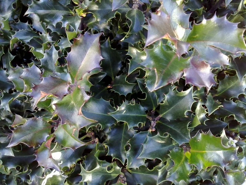 Ilex Meserveae Blue Angel (Hulst)-2