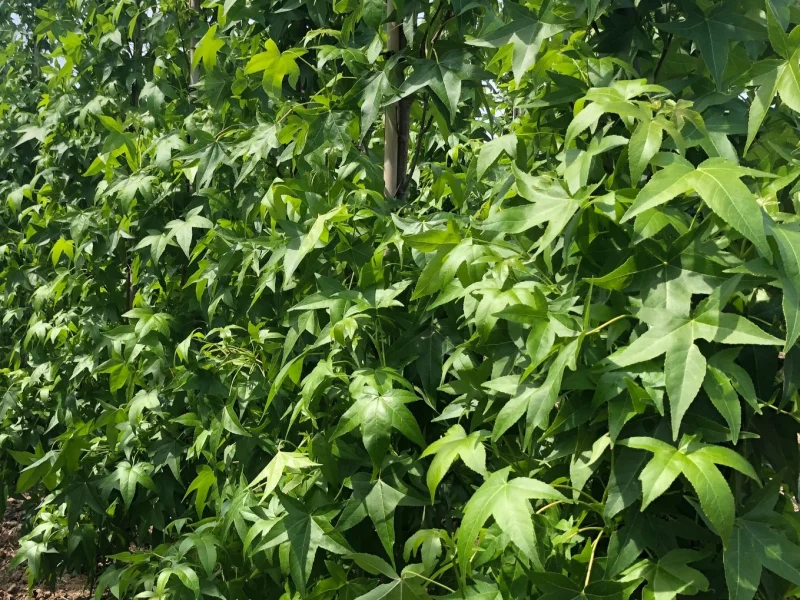 Liquidambar Styraciflua Haagelement (Leiamber)-1