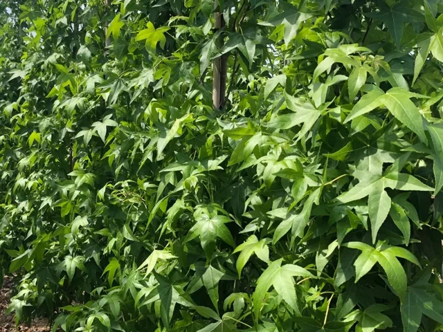 Liquidambar Styraciflua Worplesdon Niedrige Spalierbaum (Amberbaum)