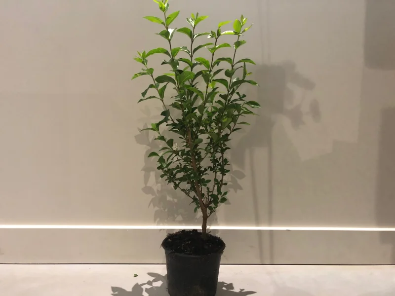 Ligustrum Ovalifolium (Liguster)