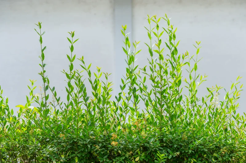 Ligustrum Ovalifolium (Liguster)