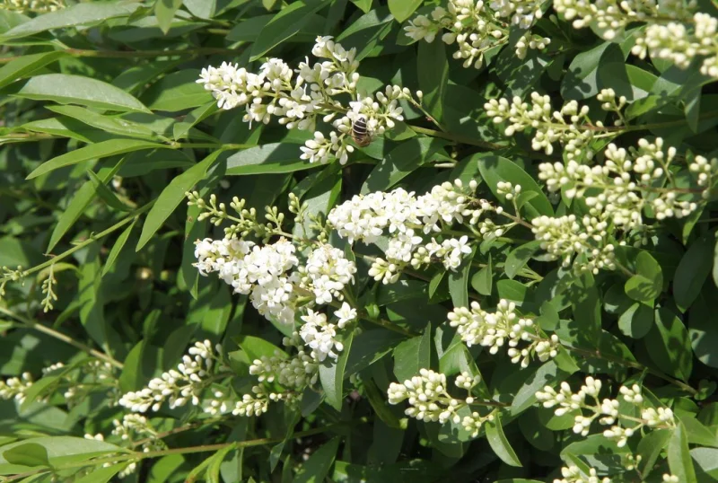 Ligustrum Ovalifolium (Liguster)-3