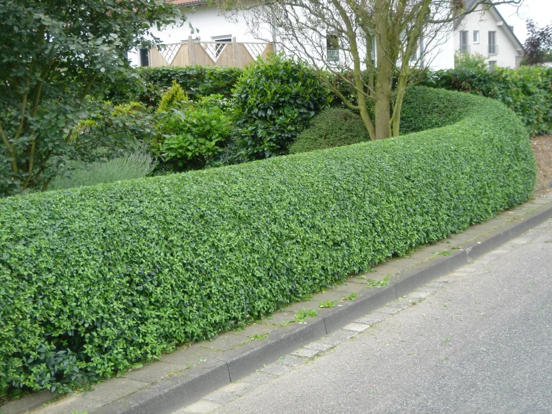 Ligustrum Ovalifolium (Liguster)-4