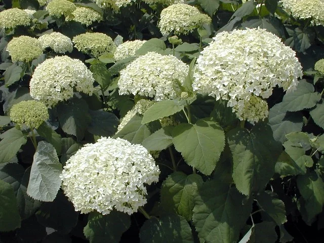 Hortensia Annabelle Strong